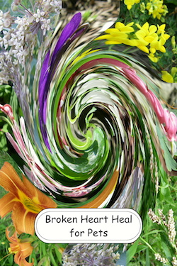 Animal Broken Heart Heal