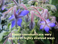 Plants communicate openly in highly evolved ways