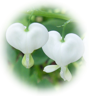 alba dicentra