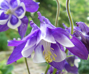 Aquillegia flowers