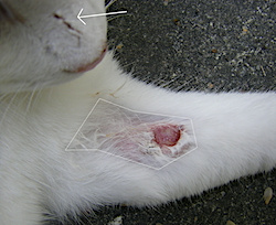 Ari's wound