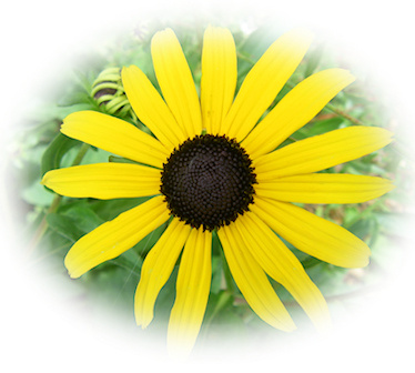 black-eyed susan