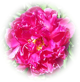 cranberry peony