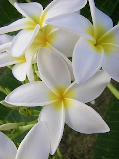 Frangipani blossoms