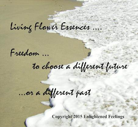 Living flower essences ... Freedom to choose a different future ... or a different past