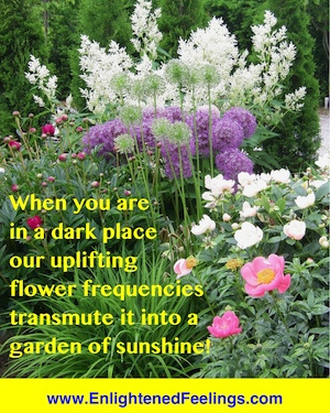 When you're in a dark place our uplifting flower frequencies transmute it into a garden of sunshine!