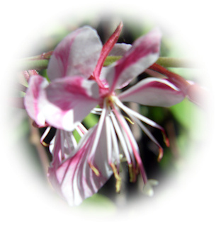 pink cloud gaura