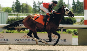 Shelbury winning at Woodbine Racetrack