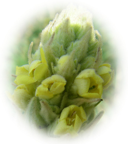 verbascum