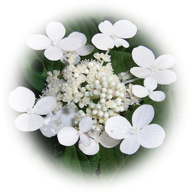 viburnum