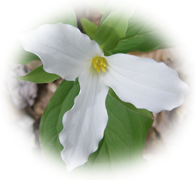 white trillium