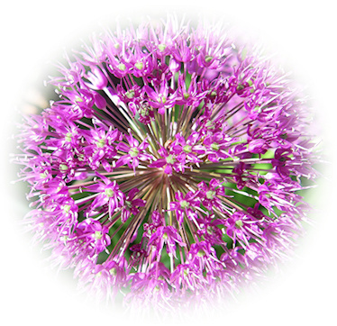 allium