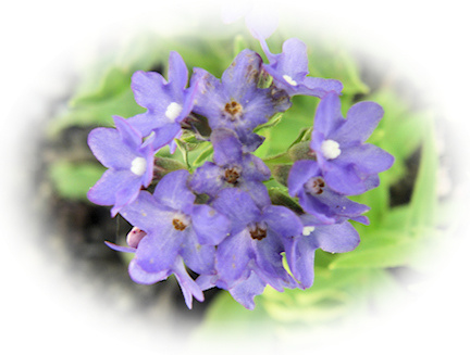 anchusa capensis