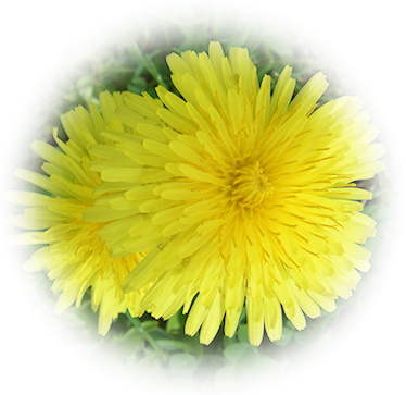 dandelion