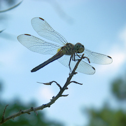 Dragonfly