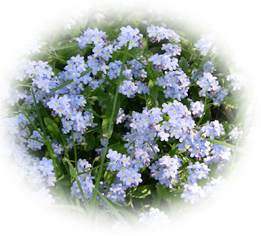 forget me nots