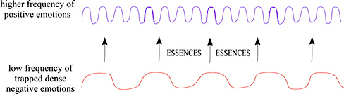 Diagram of how our live flower frequencies work in your body