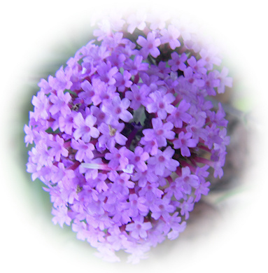 lollipop vervain