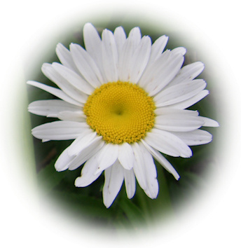 marguerita