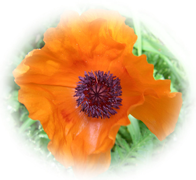 oriental poppy