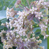 Butterfly Asclepias