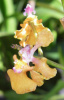Cavendish Orchid