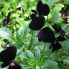 Viola Noir