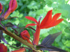 Cardinal Flower
